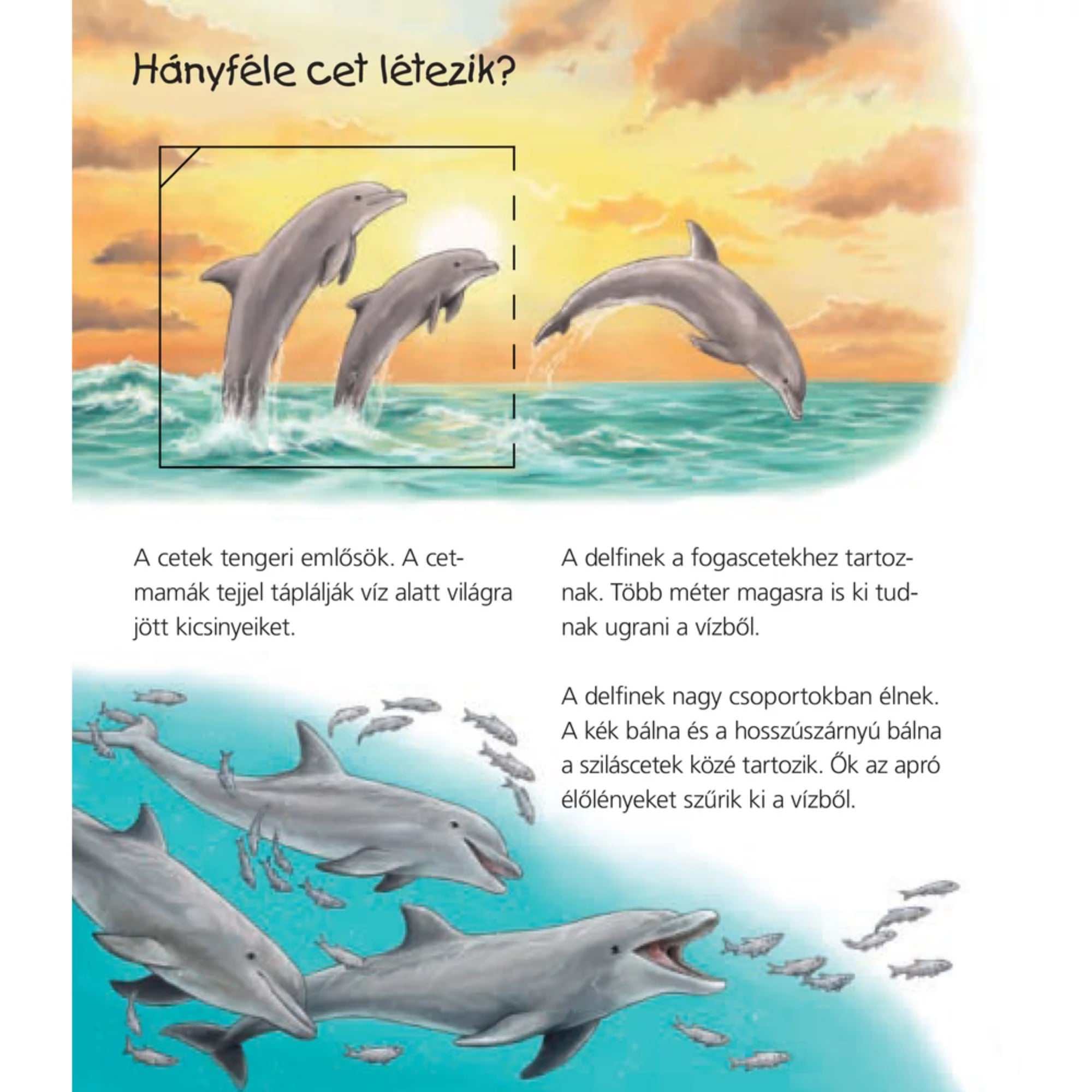 A képen egy gyermekismeretterjesztő könyv oldala látható, amely a cetek világát mutatja be. Az illusztrációkon delfinek ugranak ki a vízből, valamint egy csoport delfin vadászik apró halakra. A szöveg érdekes tényeket tartalmaz a cetekről, például hogy a delfinek fogascetek, a kék bálna és a hosszúszárnyú bálna pedig sziláscetek, valamint hogy a cetmamák tejjel táplálják kicsinyeiket.