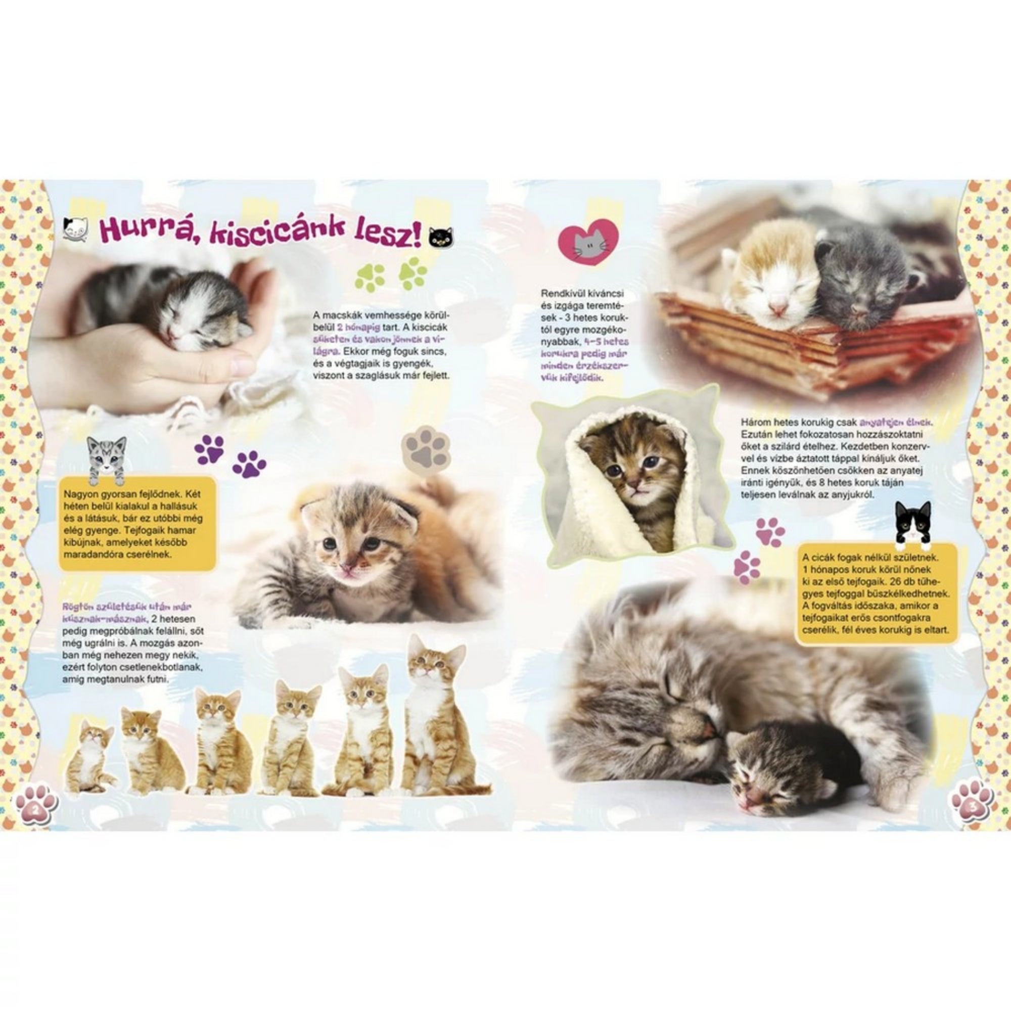 Kiscicát szeretnék könyv - kiscicák fejlődéséről szóló információk: A kiscicák fejlődését bemutató illusztrált oldalak a könyvből.