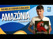 Amazónia joc de societate în limba maghiară