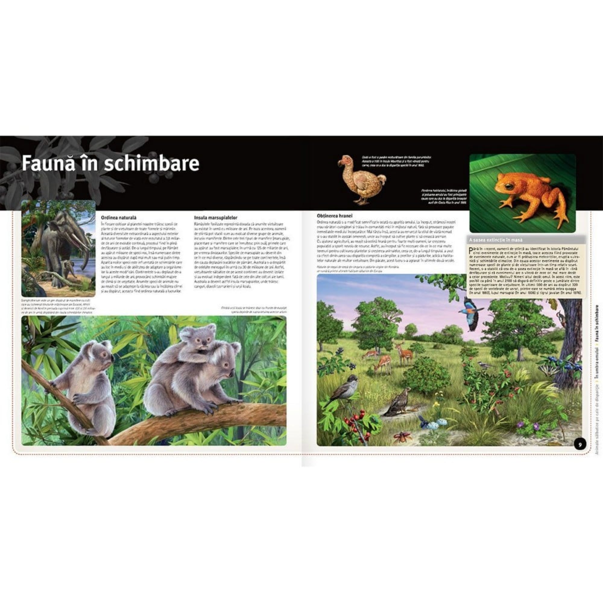 Ez a kép egy ismeretterjesztő könyv belső oldalát mutatja, melynek címe: „Faună în schimbare” – Változó állatvilág. A bal oldalon három koala látható egy fán ülve, részletes, színes illusztrációban. A felső sarokban egy kihalt dodó madár és egy sárga béka képe is megjelenik, melyek az eltűnő fajokat szimbolizálják. A jobb oldalon egy dús növényzetű mezőt látunk, különféle állatokkal: madarakkal, szarvasokkal, pillangóval és más élőlényekkel, melyek a biodiverzitás változatosságát mutatják be.