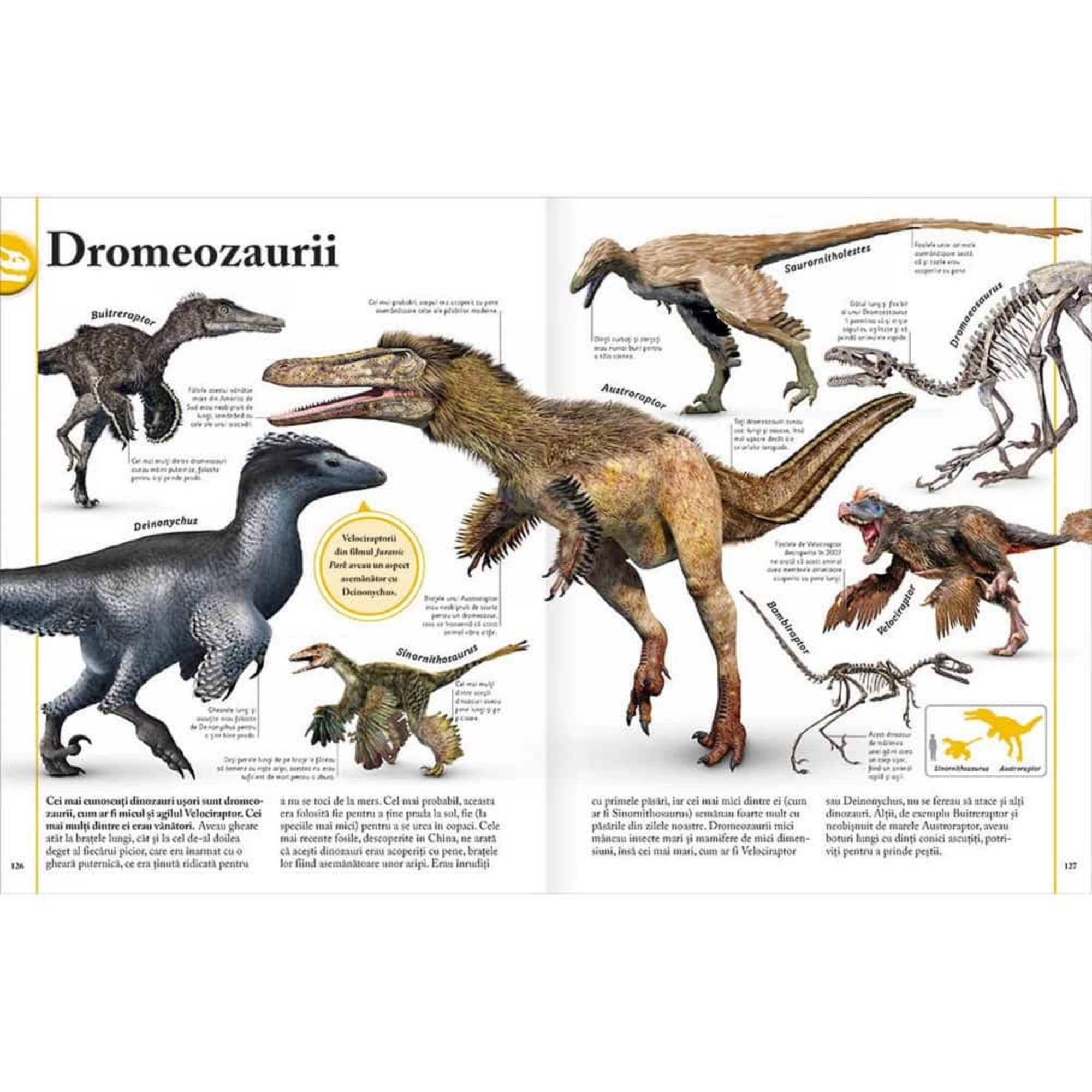Ez a kép egy enciklopédia kétoldalas illusztrációját mutatja be a dromeoszauruszokról – ezek a gyors, ragadozó dinoszauruszok a madarak ősei voltak. A középpontban az ikonikus Velociraptor látható tollas testtel, mellette más híres fajok is feltűnnek, mint a Deinonychus, Buitreraptor, Austroraptor vagy a Sinornithosaurus. A részletes ábrák mellé román nyelvű leírások társulnak, amelyek a dinoszauruszok megjelenését, viselkedését és környezetét ismertetik. 
