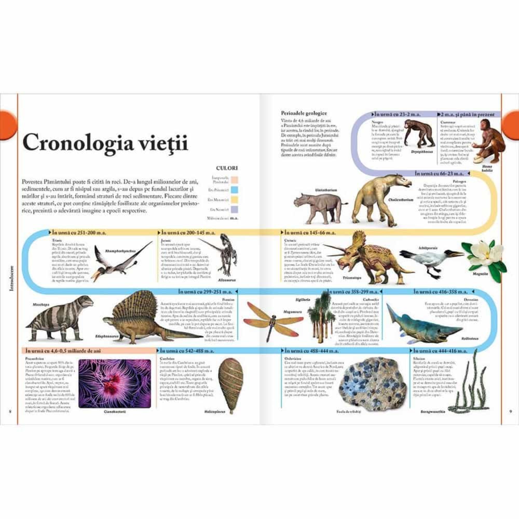 Ez a kép a „Cronologia vieții” (Élet kronológiája) című enciklopédiás oldal egy részletét mutatja be román nyelven. A látványos idővonal segítségével végigkövethetjük az élőlények fejlődésének főbb állomásait a Föld őskorától napjainkig. A különböző korszakok – például a paleozoikum, mezozoikum és kainozoikum – színekkel vannak jelölve, az egyes időszakokhoz tartozó élőlényeket pedig részletes illusztrációk és rövid leírások kísérik. 