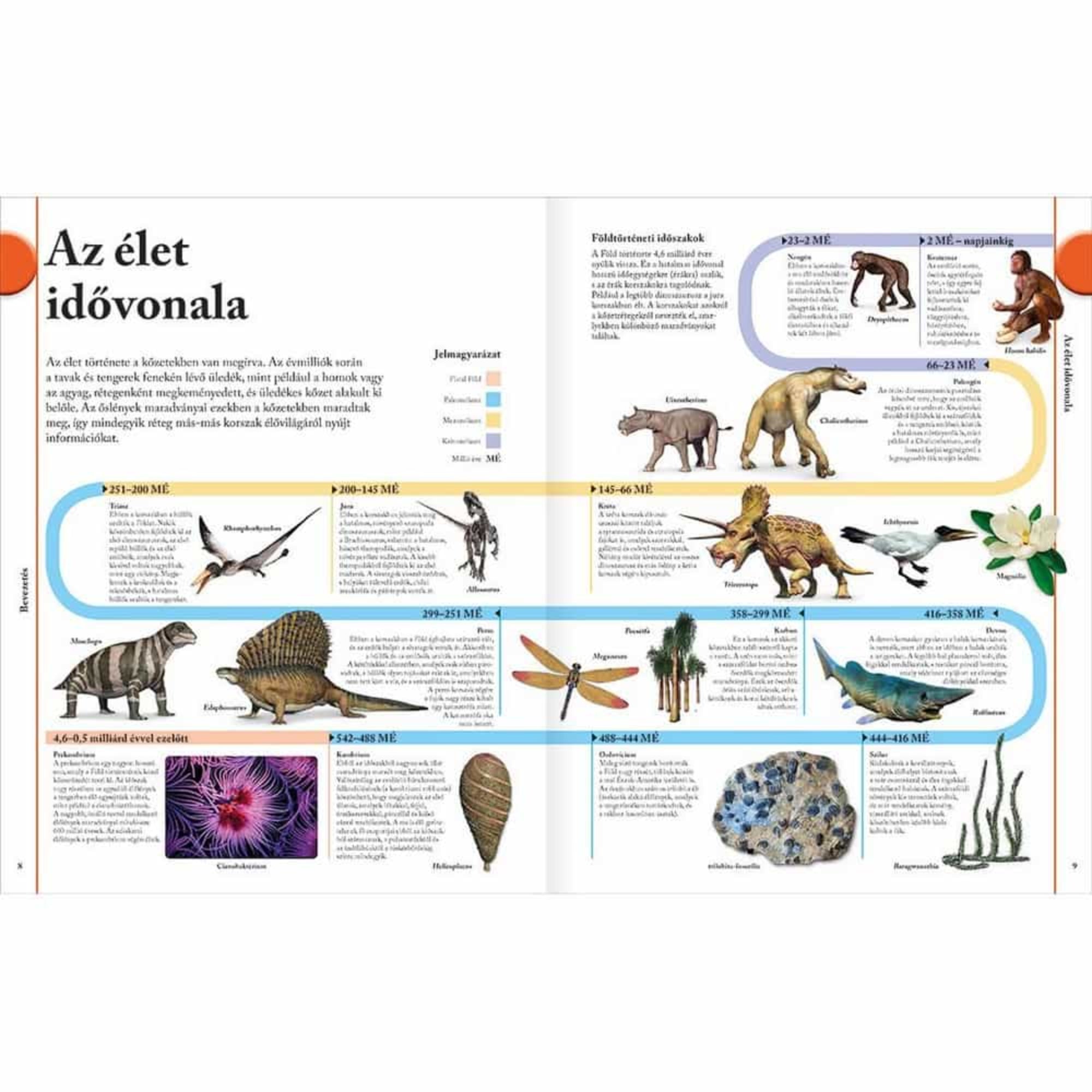 Ez a lenyűgöző kép a Dinoszauruszok című könyvből az élet idővonalát mutatja be, látványos illusztrációkkal és fontos mérföldkövekkel. Az oldalpáron végigkövethetjük az élet fejlődését a 4,6 milliárd évvel ezelőtti kezdetektől egészen napjainkig. Megjelennek korai élőlények, mint a Cianobaktériumok és a Tribolitek, a dinoszauruszok kora, majd a mamutok, ősemberek és modern fajok is. A színes vonalak és piktogramok segítenek megérteni az egyes földtörténeti korszakokat és azok lakóit. 