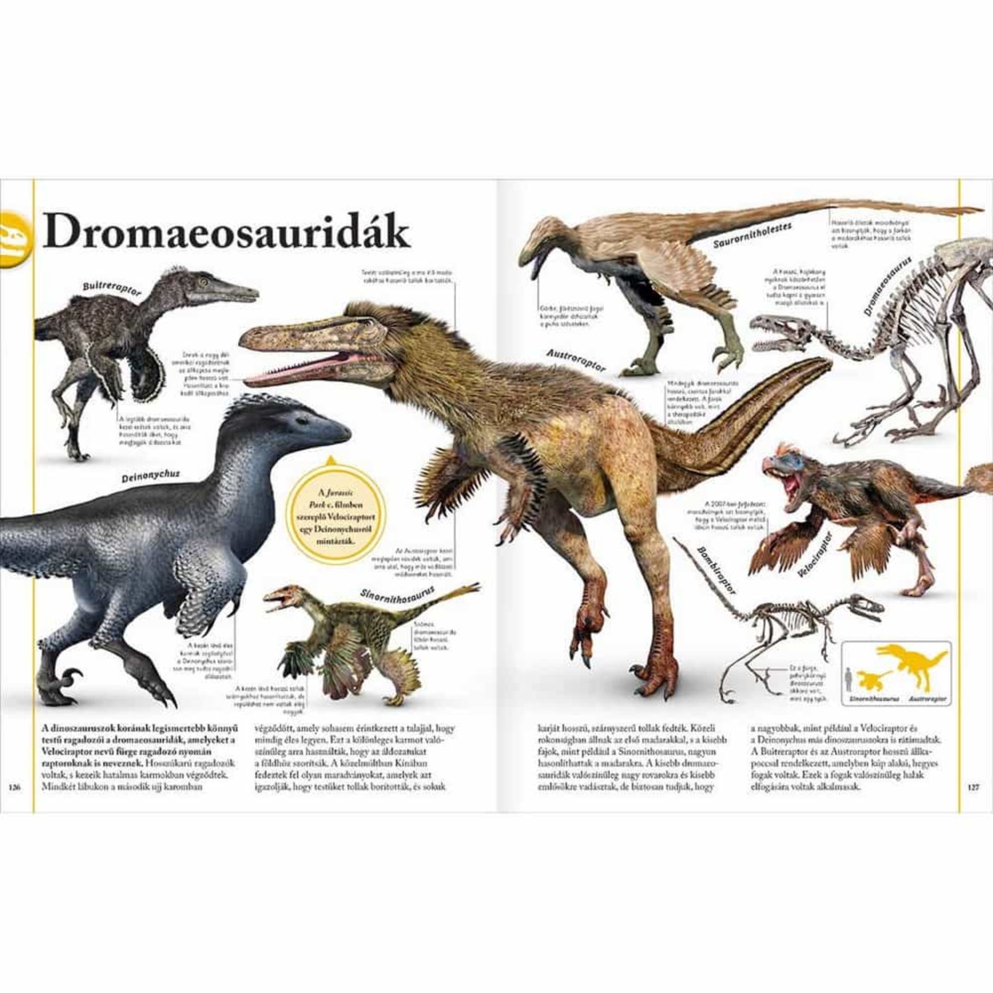 Ez a képen látható oldal a Dinoszauruszok könyvből a Dromaeosauridák csoportját mutatja be, köztük híres ragadozókat, mint a Velociraptor, a Deinonychus vagy az Austroraptor. A részletes illusztrációk tollas testtel, karmokkal és csontvázakkal segítenek elképzelni, hogyan néztek ki ezek a gyors és intelligens dinoszauruszok. A könyv a Jurassic Park inspirálta népszerűséget is megemlíti, miközben hiteles tudományos tényeket közöl róluk. Külön érdekesség a Színorinitoszaurusz, amely színes tollairól ismert.