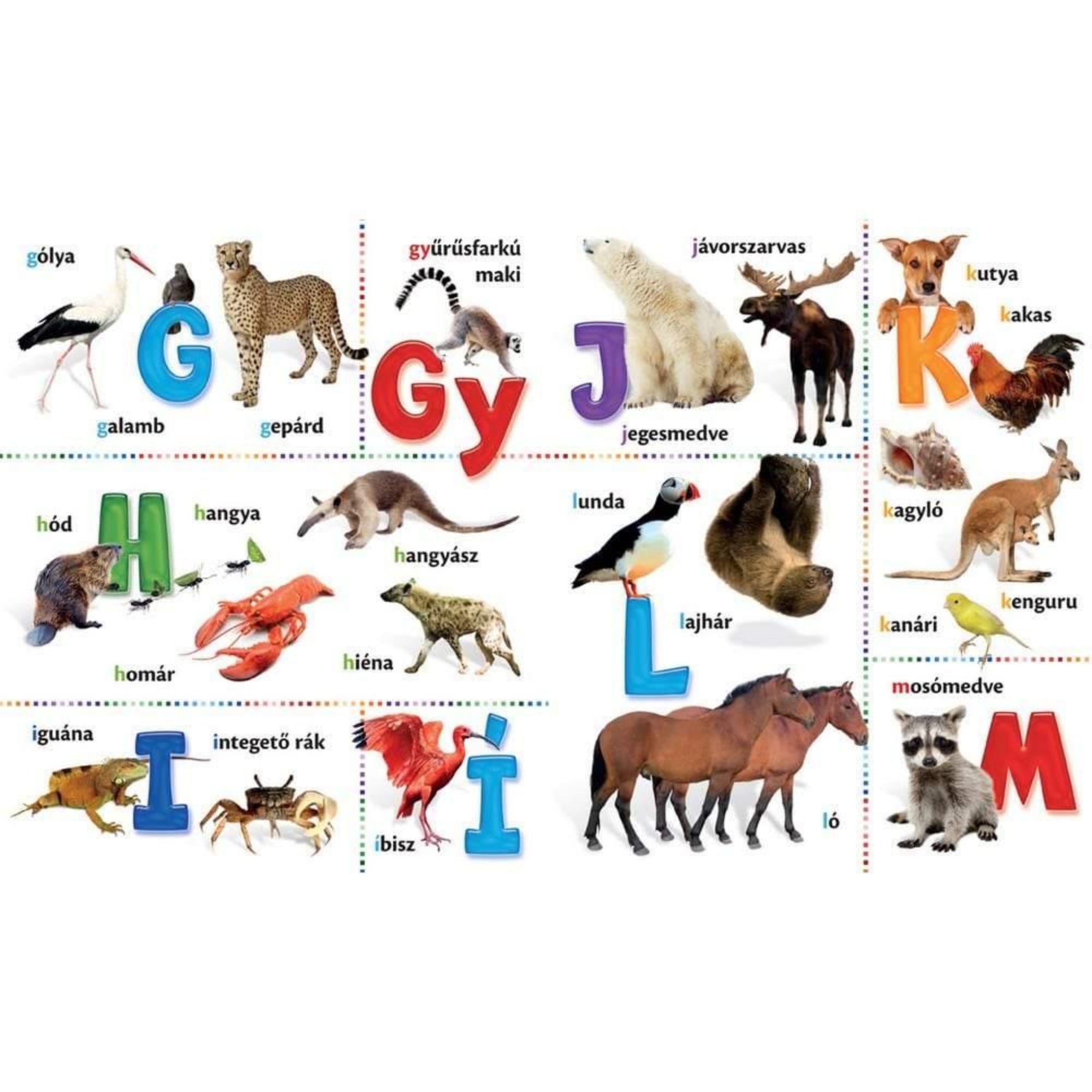 Állat ABC gyerekkönyv belső oldala, ahol betűkhöz kapcsolódó állatok szerepelnek, például gepárd, jegesmedve, kenguru, ló, hiéna, íbisz, galamb és mosómedve.