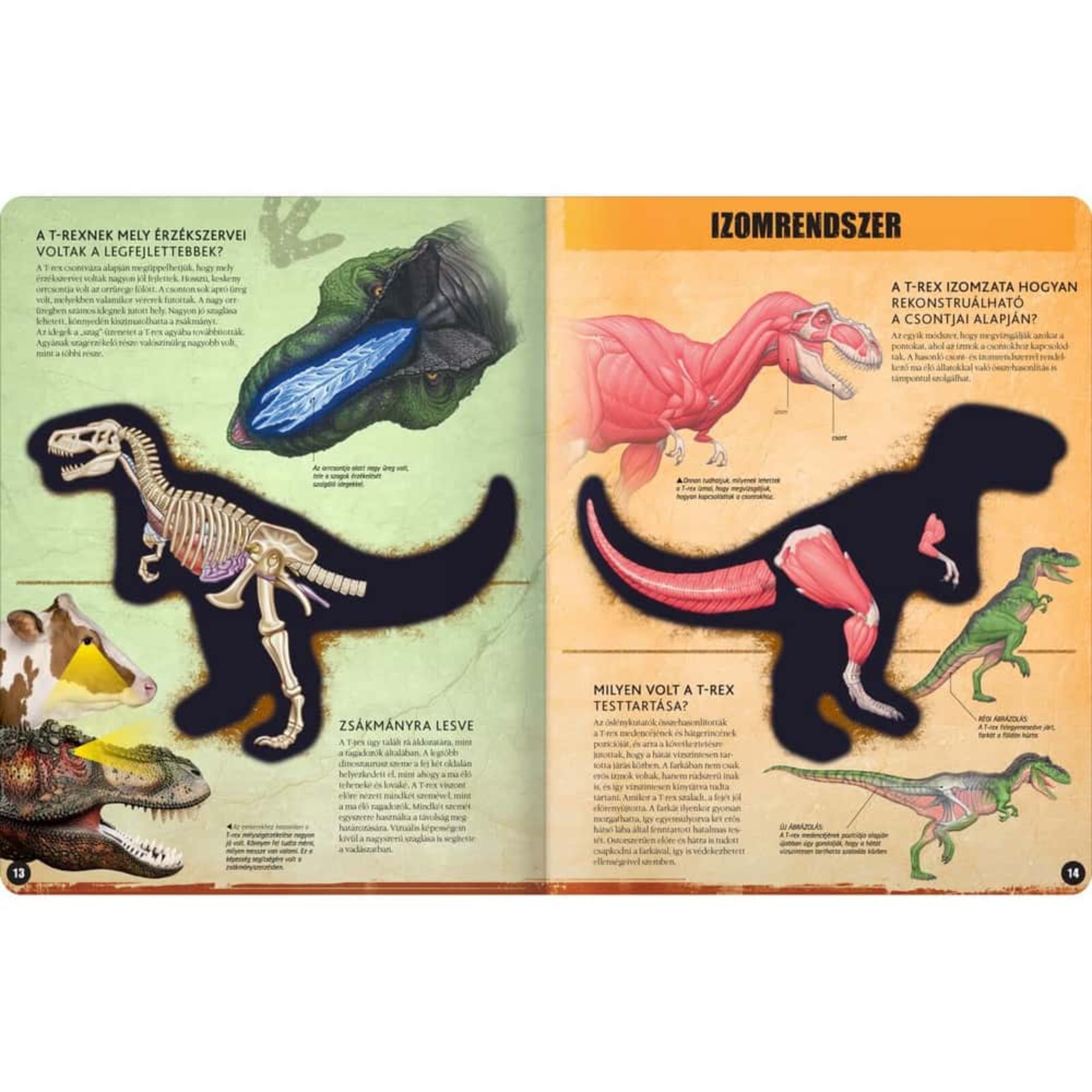 Ez az oldalpár a T-Rex – Inside Out könyvből származik, és a legendás dinoszaurusz érzékszerveit és izomrendszerét mutatja be. A bal oldalon a T-Rex érzékszerveiről olvashatunk: külön kiemelik, hogy rendkívül fejlett volt a szaglása és látása – a ragadozó életmódhoz tökéletesen alkalmazkodott. A jobb oldalon az izomzat működésére koncentrál a könyv: bemutatja, hogyan rekonstruálják a a tudósok a T-Rex izomrendszerét a csontváz alapján, és milyen volt a testtartása mozgás közben. 