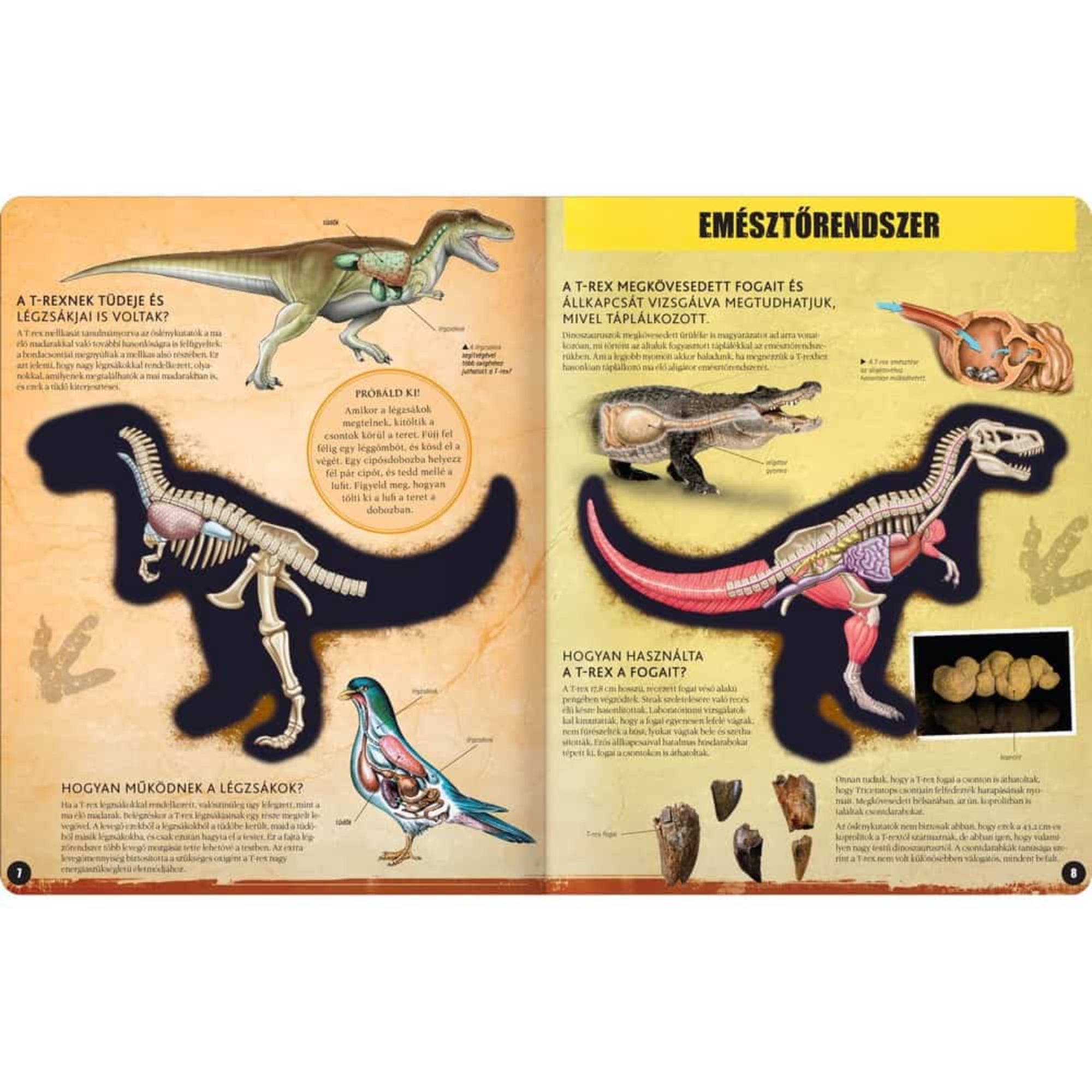 Ez a lenyűgöző oldalpár a T-Rex – Inside Out könyvből származik, és a rettegett dinoszaurusz testfelépítésének és emésztésének rejtelmeit tárja elénk. Bal oldalon egy belső szerveit és csontvázát bemutató 3D-s T-Rex-modell látható, alatta egy galamb testének metszete, amely a mai madarakkal való rokonságot mutatja be. Jobb oldalon a T-Rex emésztőrendszerének illusztrációja látható, és megtudhatjuk, mivel táplálkozott, hogyan használta hatalmas fogait, és milyen lenyomatokat hagytak ezek a fogak.