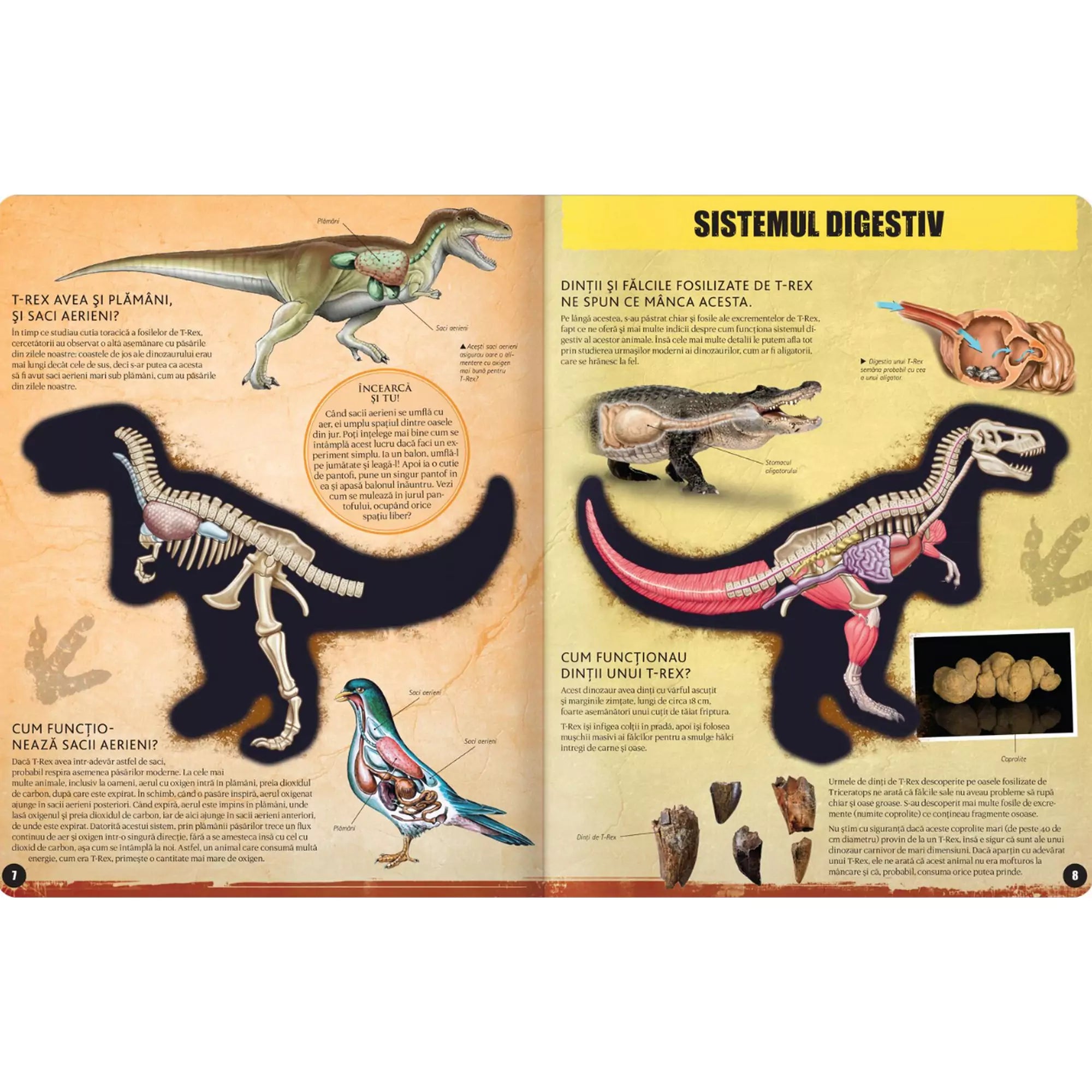 T-Rex könyv egyik oldalpárja, amely a T-Rex emésztőrendszerét és légzőrendszerét magyarázza.