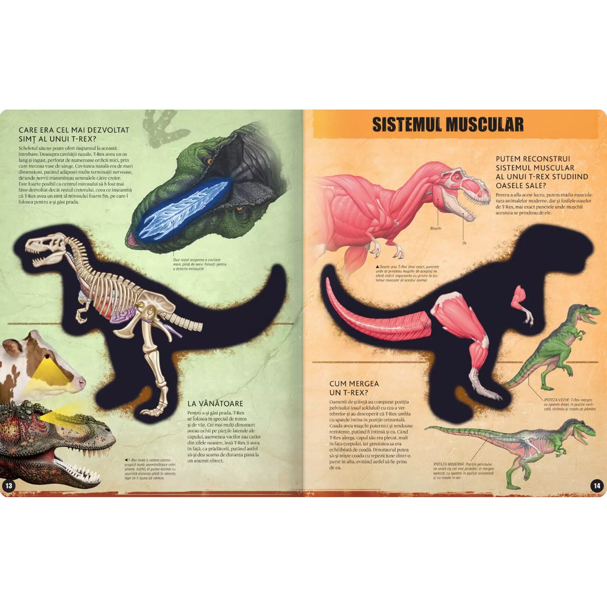  T-Rex könyv oldalpárja a dinoszaurusz érzékszerveiről és izomzatáról, valamint vadászó képességeiről.
