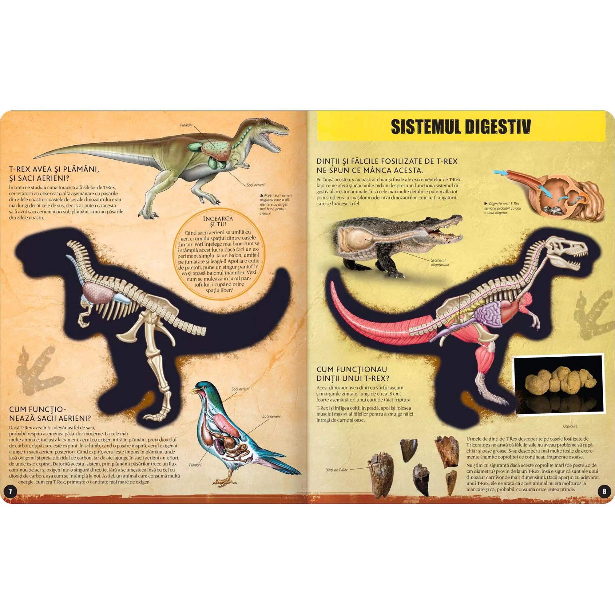 A "T-Rex" román nyelvű könyv egyik oldala, amely a T-Rex emésztőrendszerét és fogazatát ábrázolja tudományos illusztrációkkal.