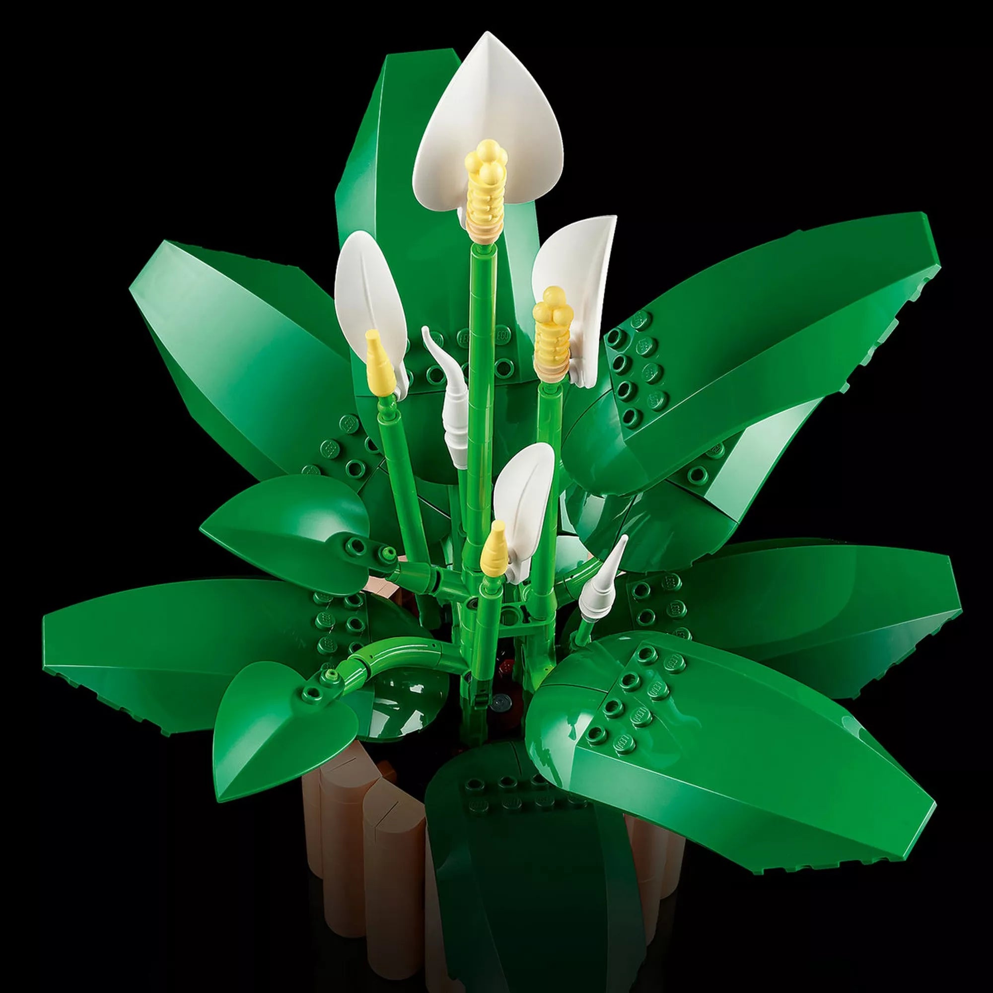 LEGO Botanicals Peace Lily (11504) békeliliom felülnézeti képe fekete háttéren, részletesen kidolgozott zöld levelekkel és fehér LEGO virágokkal.