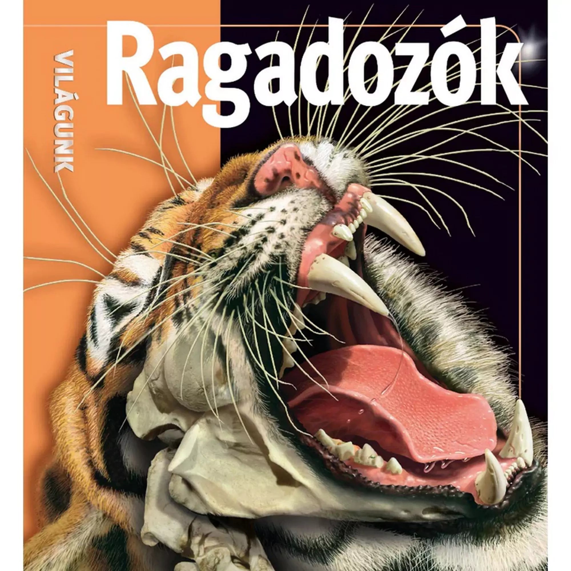 A Ragadozók című könyv borítója, amely egy tátott szájú tigris fejét ábrázolja, félig csontvázzá alakulva, kiemelve az állkapcsának és fogazatának anatómiai részleteit. A háttér fekete és narancssárga árnyalatokból áll, a "Világunk" sorozat részeként.