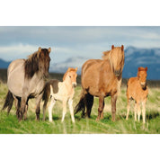 Puzzle Schmidt - Familia de cai, 200 de piese