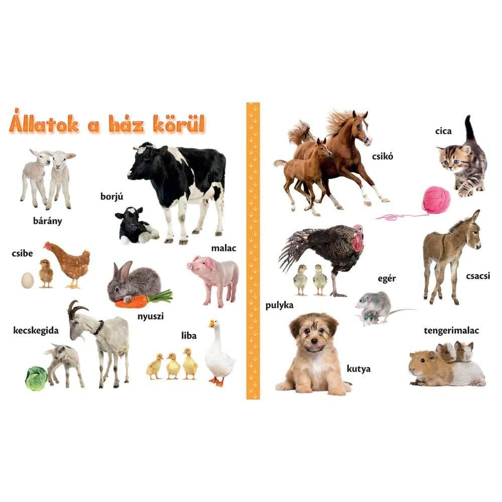 Leporelló Állatkölykök-Vagabund-2-Játszma.ro - A maradandó élmények boltja