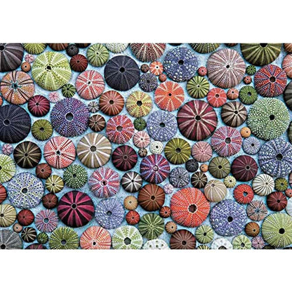 Puzzle 1000 piese Arici de mare